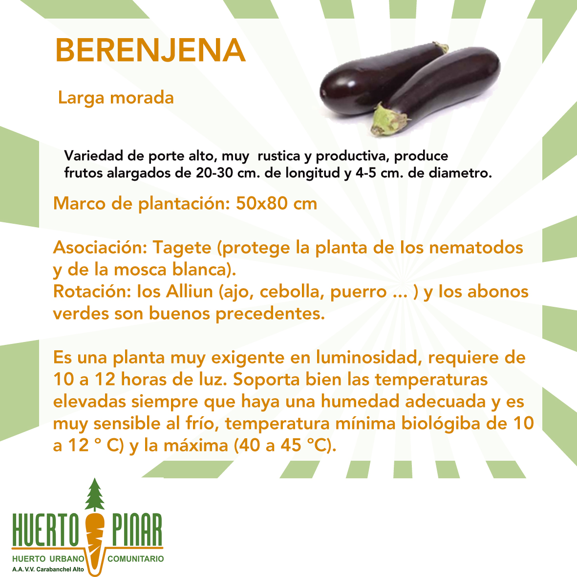 berenjena-ficha