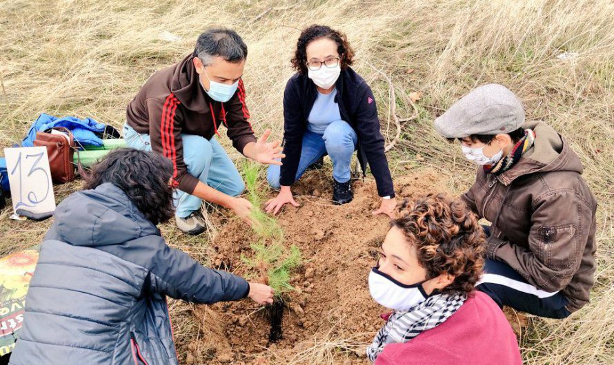 2ª Reforestación del Pinar de San José